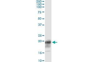 Immunoprecipitation of CD247 transfected lysate using anti-CD247 monoclonal antibody and Protein A Magnetic Bead , and immunoblotted with CD247 MaxPab rabbit polyclonal antibody.