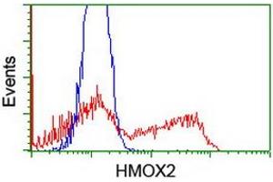 HEK293T cells transfected with either RC201777 overexpress plasmid (Red) or empty vector control plasmid (Blue) were immunostained by anti-HMOX2 antibody (ABIN2455292), and then analyzed by flow cytometry. (HMOX2 anticorps)