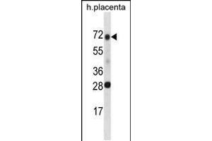 Western blot analysis in human placenta tissue lysates (35ug/lane).
