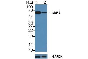 Knockout Varification:,Lane 1: Wild-type Jurkat cell lysate,Lane 2: MMP9 knockout Jurkat cell lysate,Predicted MW: 81 kDa ,Observed MW: 65 kDa,Primary Ab: 1 μg/mL Rabbit Anti-Mouse MMP9 Antibody,Second Ab: 0.