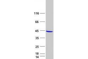 Validation with Western Blot