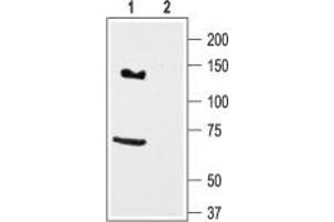 Western blot analysis of rat brain lysate: - 1.