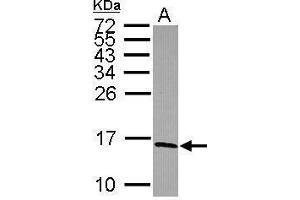 WB Image Sample (30 ug of whole cell lysate) A: Raji 15% SDS PAGE antibody diluted at 1:1000