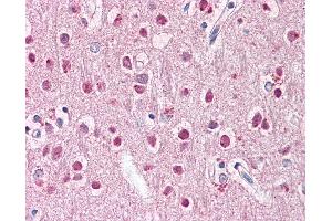 Anti-ZNF238 antibody IHC of human brain, cortex.