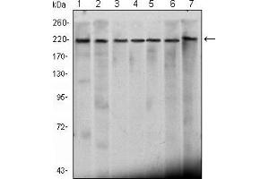 Western blot analysis using CHD3 mouse mAb against Hela (1), K562 (2), Jurkat (3), NTERA-2 (4), HEK293 (5), Raji (6) cell lysate and mouse brain (7) tissue lysate.