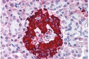 Human Pancreas (formalin-fixed, paraffin-embedded) stained with INS antibody ABIN214027 at 5 ug/ml followed by biotinylated anti-mouse IgG secondary antibody ABIN481714, alkaline phosphatase-streptavidin and chromogen. (Insulin anticorps)