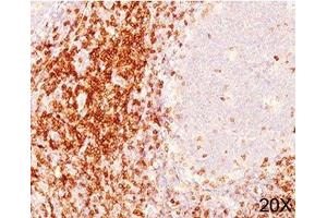 IHC testing of human tonsil (20X) stained with CD6 antibody cocktail (C6/372 + 3F7B5). (CD6 anticorps)