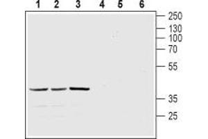 Western blot analysis of mouse brain (lanes 1 and 4), rat brain (lanes 2 and 5) and rat cerebellum (lanes 3 and 6) lysates: - 1-3. (Melatonin Receptor 1A anticorps  (3rd Intracellular Loop))