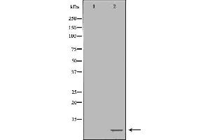 Western blot analysis of extracts of Raji , using POLR2L antibody. (POLR2L anticorps  (Internal Region))