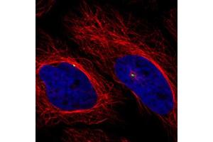 Immunofluorescent staining of HeLa cells with CDK5RAP2 monoclonal antibody, clone CL3392  (Green) shows specific the centrosome. (CDK5RAP2 anticorps)