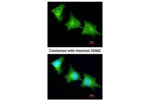 ICC/IF Image Immunofluorescence analysis of methanol-fixed HeLa, using SPR, antibody at 1:200 dilution. (SPR anticorps)