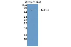 Detection of Recombinant APOA4, Porcine using Monoclonal Antibody to Apolipoprotein A4 (APOA4) (APOA4 anticorps  (AA 21-382))
