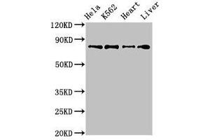 Western Blot Positive WB detected in: Hela whole cell lysate, K562 whole cell lysate, Mouse heart tissue, Rat liver tissue All lanes: RGL2 antibody at 3. (RGL2 anticorps  (AA 145-328))