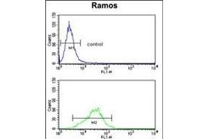 RPS9 Antibody (C-term) (ABIN390552 and ABIN2840887) flow cytometry analysis of Ramos cells (bottom histogram) compared to a negative control cell (top histogram).