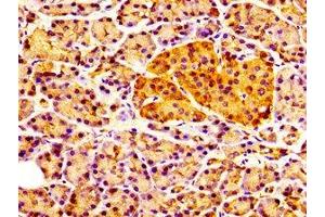 IHC image of ABIN7147596 diluted at 1:100 and staining in paraffin-embedded human pancreatic tissue performed on a Leica BondTM system.
