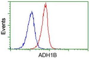 Image no. 4 for anti-Alcohol Dehydrogenase 1B (Class I), beta Polypeptide (ADH1B) antibody (ABIN1496476) (ADH1B anticorps)