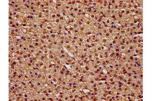 IHC image of ABIN7171705 diluted at 1:100 and staining in paraffin-embedded human adrenal gland tissue performed on a Leica BondTM system.