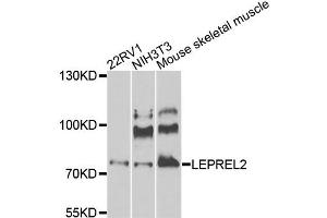 Western blot analysis of extracts of various cell lines, using LEPREL2 antibody (ABIN5975323) at 1/1000 dilution. (LEPREL2 anticorps)