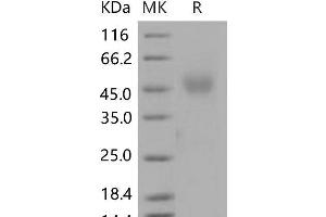 Western Blotting (WB) image for Neuronal Growth Regulator 1 (NEGR1) protein (His tag) (ABIN7320220)