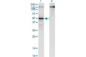 Western Blot analysis of PARD6B expression in transfected 293T cell line by PARD6B monoclonal antibody (M01), clone 1C4. (PARD6B anticorps  (AA 1-372))