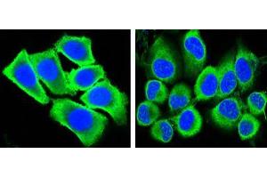 Confocal immunofluorescence analysis of methanol-fixed HepG2 (left) and Hela (right) cells using GAPDH mouse mAb (green), showing cytoplasmic localization.
