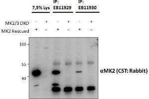 ABIN1590006 and EB11930 (1.