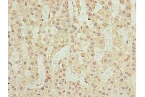Immunohistochemistry of paraffin-embedded human adrenal gland tissue using ABIN7168463 at dilution of 1:100 (RUFY2 anticorps  (AA 396-655))