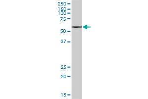 MCCC2 MaxPab polyclonal antibody.