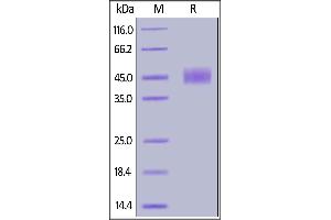 Biotinylated Human CD24, Fc,Avitag on  under reducing (R) condition.