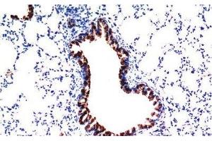 Immunohistochemistry of paraffin-embedded Mouse liver tissue using TGFB1 Monoclonal Antibody at dilution of 1:200.