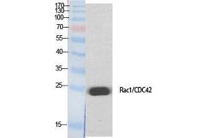 Western Blot (WB) analysis of specific cells using Rac1/2/3/CDC42 Polyclonal Antibody. (Rac1/2/3/CDC42 (Lys284), (Lys292) anticorps)