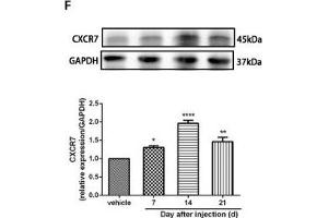 The CXCR7 and PI3K/Akt signaling pathways are involved in CPSP in the dorsal horn of the spinal cord. (GAPDH anticorps)