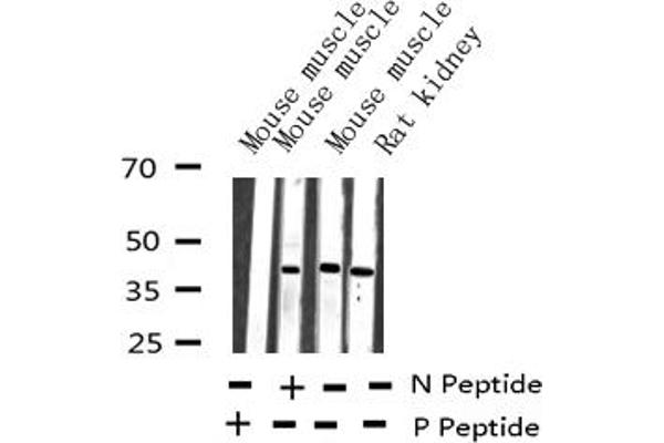 JunB anticorps  (pSer259)