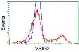 Image no. 4 for anti-V-Set and Immunoglobulin Domain Containing 2 (VSIG2) antibody (ABIN1501737)