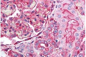 Human Kidney (formalin-fixed, paraffin-embedded) stained with ACTB antibody ABIN218328 at 1:100 followed by biotinylated goat anti-rabbit IgG secondary antibody ABIN481713, alkaline phosphatase-streptavidin and chromogen. (beta Actin anticorps  (N-Term))
