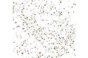 Immunocytochemistry (ICC) image for anti-Transcription Factor 7 (T-Cell Specific, HMG-Box) (TCF7) (AA 200-250) antibody (ABIN7449420) (Recombinant TCF7 anticorps  (AA 200-250))