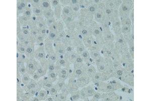 Immunohistochemistry of paraffin-embedded Rat liver using PRDM2 Polyclonal Antibody at dilution of 1:100 (40x lens). (PRDM2 anticorps)