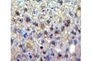 IHC-P analysis of Liver tissue, with DAB staining. (EGR4 anticorps  (AA 231-474))