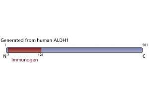 Image no. 3 for anti-Aldehyde Dehydrogenase (ALDH) (AA 7-128) antibody (ABIN968411) (Aldehyde Dehydrogenase anticorps  (AA 7-128))