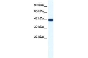 Western Blotting (WB) image for anti-Integrin-Binding Sialoprotein (IBSP) antibody (ABIN2461406) (IBSP anticorps)