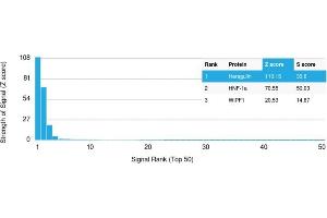 Analysis of Protein Array containing more than 19,000 full-length human proteins using Heregulin-1 Mouse Monoclonal Antibody (NRG1/2710).