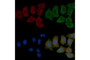 ABIN6262389 and ABIN6266906 staining Hela cells(45 min of heat-shock) by IF/ICC. (HSPH1 anticorps  (C-Term))