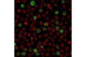 Immunofluorescent staining of paraformaldehyde-fixed Raji cells using BOB1 Monospecific Mouse Monoclonal Antibody (BOB1/2424) followed by goat anti-Mouse IgG conjugated to CF488 (green).