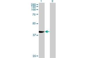 Western Blot analysis of NUP43 expression in transfected 293T cell line by NUP43 monoclonal antibody (M03), clone 2G5.