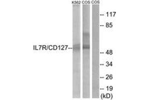 Western blot analysis of extracts from K562/COS cells, treated with insulin 0. (IL7R anticorps  (AA 410-459))