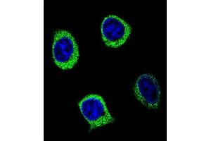 Confocal immunofluorescent analysis of Y2B Antibody (N-term) (ABIN654651 and ABIN2844347) with 293 cell followed by Alexa Fluor 488-conjugated goat anti-rabbit lgG (green). (AMY2B anticorps  (N-Term))