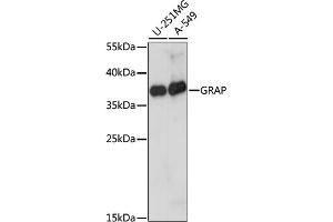 Western blot analysis of extracts of various cell lines, using GRAP antibody (ABIN7267510) at 1:1000 dilution. (GRAP anticorps  (AA 128-217))