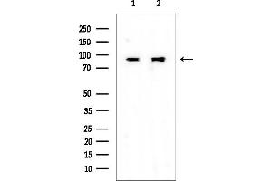 Western blot analysis of lysates from various samples, using RASAL1 Mouse Monoclonal Antibody at 1/1000 dilution.