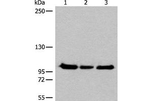 Western blot analysis of Hela K562 and HEPG2 cell lysates using XPO1 Polyclonal Antibody at dilution of 1:200 (XPO1 anticorps)