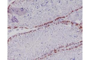 Immunohistochemical analysis of paraffin-embedded mouse testis, using Caspase-2 Antibody.